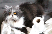 Atchoum the cat has soul-piercing stare, Feb 2015