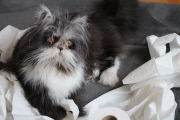 Atchoum the cat has soul-piercing stare, Feb 2015