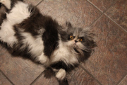 Atchoum the cat has soul-piercing stare, Feb 2015