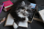Atchoum the cat has soul-piercing stare, Feb 2015