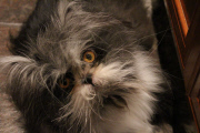 Atchoum the cat has soul-piercing stare, Feb 2015