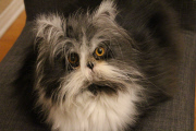 Atchoum the cat has soul-piercing stare, Feb 2015