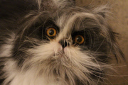 Atchoum the cat has soul-piercing stare, Feb 2015