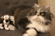 Atchoum the cat has soul-piercing stare, Feb 2015