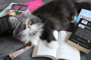 Atchoum the cat has soul-piercing stare, Feb 2015