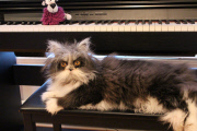 Atchoum the cat has soul-piercing stare, Feb 2015