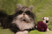 Atchoum the cat has soul-piercing stare, Feb 2015