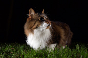 Portraits of fox visitors to garden, Balham, London, Britain - Feb 2015