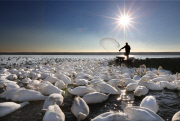 Swans at Abbotsbury Swannery, Dorset, Britain - 09 Feb 2015