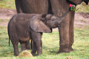 BABY LOVE

When it comes to love, staff at West Midland Safari Park are well
versed in the age-old tradition. Indeed, love is lavished on their
animal charges each and every day, none more so than on their adorable
9-month old bouncing baby elephant 