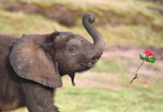 BABY LOVE

When it comes to love, staff at West Midland Safari Park are well
versed in the age-old tradition. Indeed, love is lavished on their
animal charges each and every day, none more so than on their adorable
9-month old bouncing baby elephant 