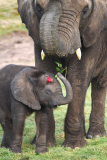BABY LOVE

When it comes to love, staff at West Midland Safari Park are well
versed in the age-old tradition. Indeed, love is lavished on their
animal charges each and every day, none more so than on their adorable
9-month old bouncing baby elephant 