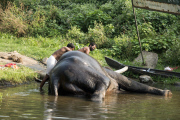 Kerala, India - Jan 2015