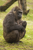 Newborn endangered baby gorilla at Busch Gardens, Tampa, Florida, America - 17 Feb 2015