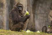 Newborn endangered baby gorilla at Busch Gardens, Tampa, Florida, America - 17 Feb 2015