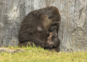 Newborn endangered baby gorilla at Busch Gardens, Tampa, Florida, America - 17 Feb 2015