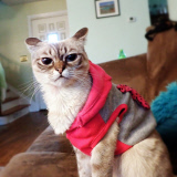 Sauerkraut the cat, Oklahoma, America - Feb 2015