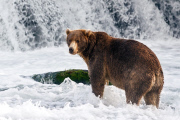 The Return Of The Salmon, Alaska - Sep 2014