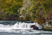 The Return Of The Salmon, Alaska - Sep 2014