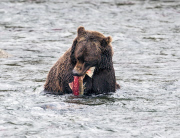 The Return Of The Salmon, Alaska - Sep 2014