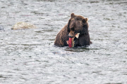 The Return Of The Salmon, Alaska - Sep 2014