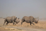 Rhinoceros battle, Laikipia County, Kenya - 20 Jan 2015