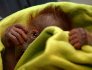 First public appearance of Orang-Utan girl Rieke at Berlin zoo
