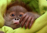 First public appearance of Orang-Utan girl Rieke at Berlin zoo