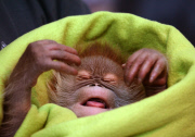First public appearance of Orang-Utan girl Rieke at Berlin zoo