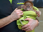 First public appearance of Orang-Utan girl Rieke at Berlin zoo