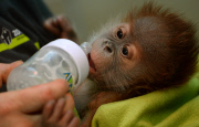 First public appearance of Orang-Utan girl Rieke at Berlin zoo