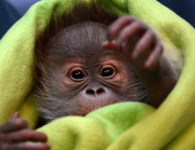 First public appearance of Orang-Utan girl Rieke at Berlin zoo