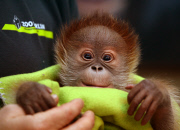 First public appearance of Orang-Utan girl Rieke at Berlin zoo