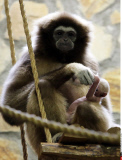 Russia Newborn gibbon in St. Petersburg.