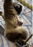 Russia Newborn gibbon in St. Petersburg.