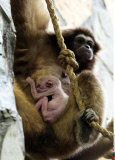 Russia Newborn gibbon in St. Petersburg.