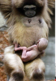 Russia Newborn gibbon in St. Petersburg.
