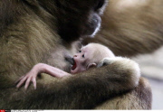 Russia Newborn gibbon in St. Petersburg.