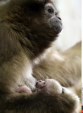 Russia Newborn gibbon in St. Petersburg.