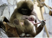 Russia Newborn gibbon in St. Petersburg.