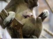 Russia Newborn gibbon in St. Petersburg.