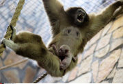 Russia Newborn gibbon in St. Petersburg.