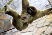 Russia Newborn gibbon in St. Petersburg.