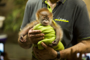 Orang-Utan-Baby Rieke