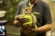 Orang-Utan-Baby Rieke
