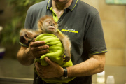 Orang-Utan-Baby Rieke
