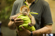 Orang-Utan-Baby Rieke