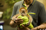 Orang-Utan-Baby Rieke