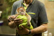 Orang-Utan-Baby Rieke