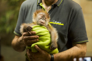 Orang-Utan-Baby Rieke